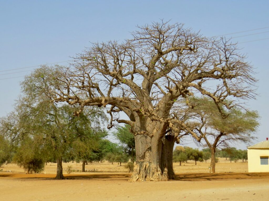 Baobab tree in the village of Ndem, Senegal, illustrating Sahel landscapes and land restoration