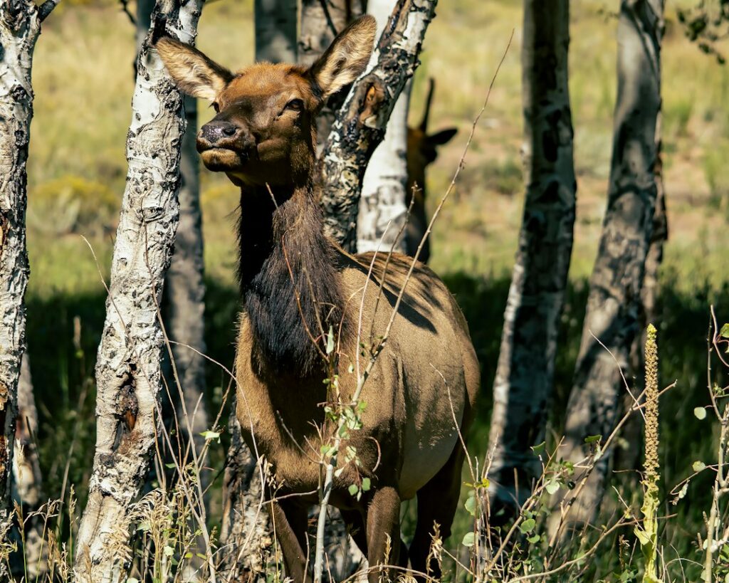 Elk in a natural landscape, illustrating Colorado wildlife conservation; not a photo of the I-25 Greenland overpass.