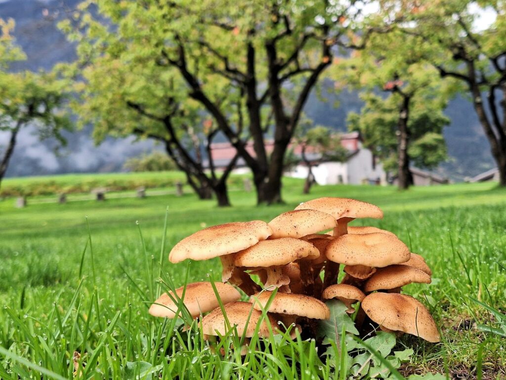 Mushrooms growing among vegetation, illustrating research into forest fungi. Illustrative image, not the species studied.