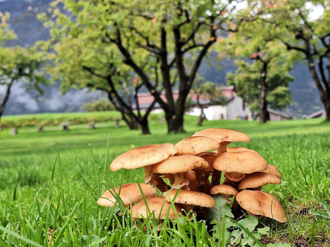 Illustrative editorial image for A Peruvian Scientist Is Exploring the Hidden Fungi That Help Forests Thrive