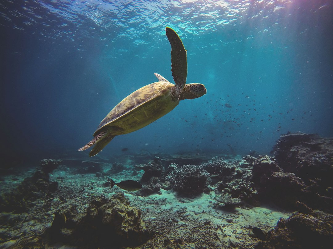 Illustrative editorial image for Twenty Rescued Sea Turtles Return to the Ocean in Bali